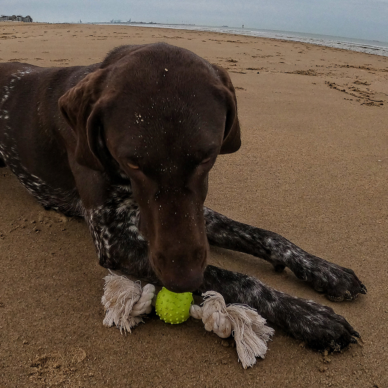 DUVO JUGUETE PERRO GOMA ECOLOGICA BOLA CON CUERDA 27 x 5 x 5 CM