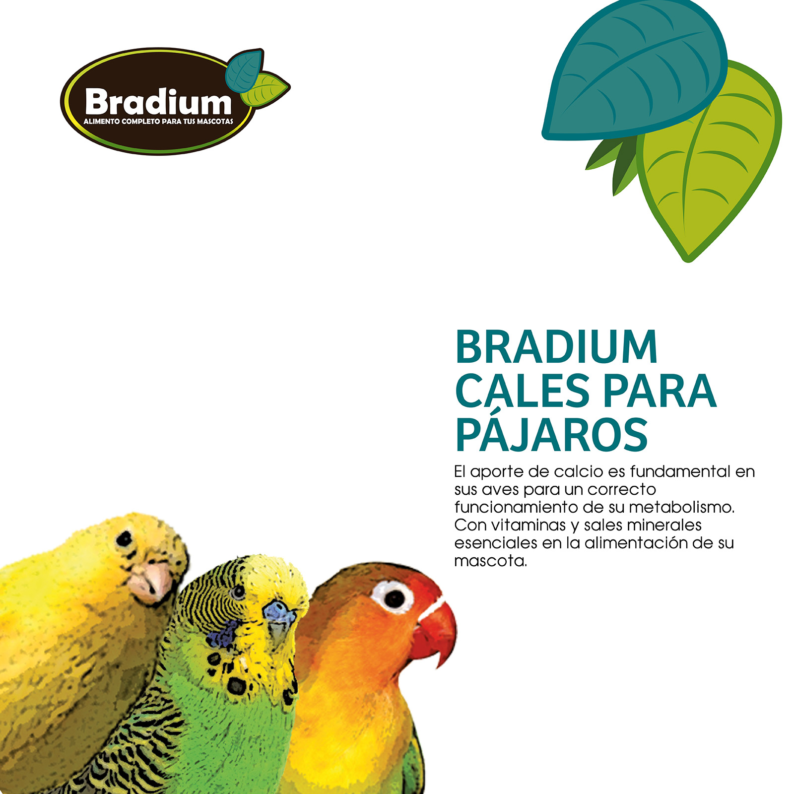 BLISTER CALES PARA PAJARO (2uds)