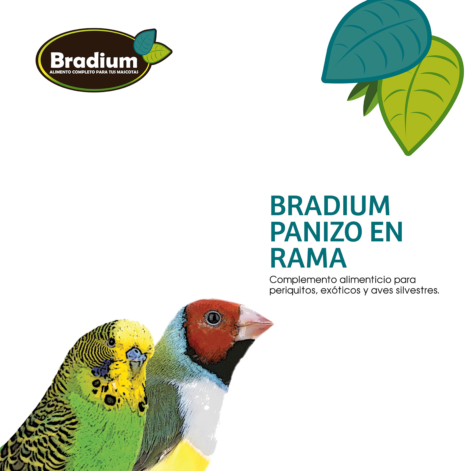 BRADIUM PANIZO EN RAMA MIJO FRANCES