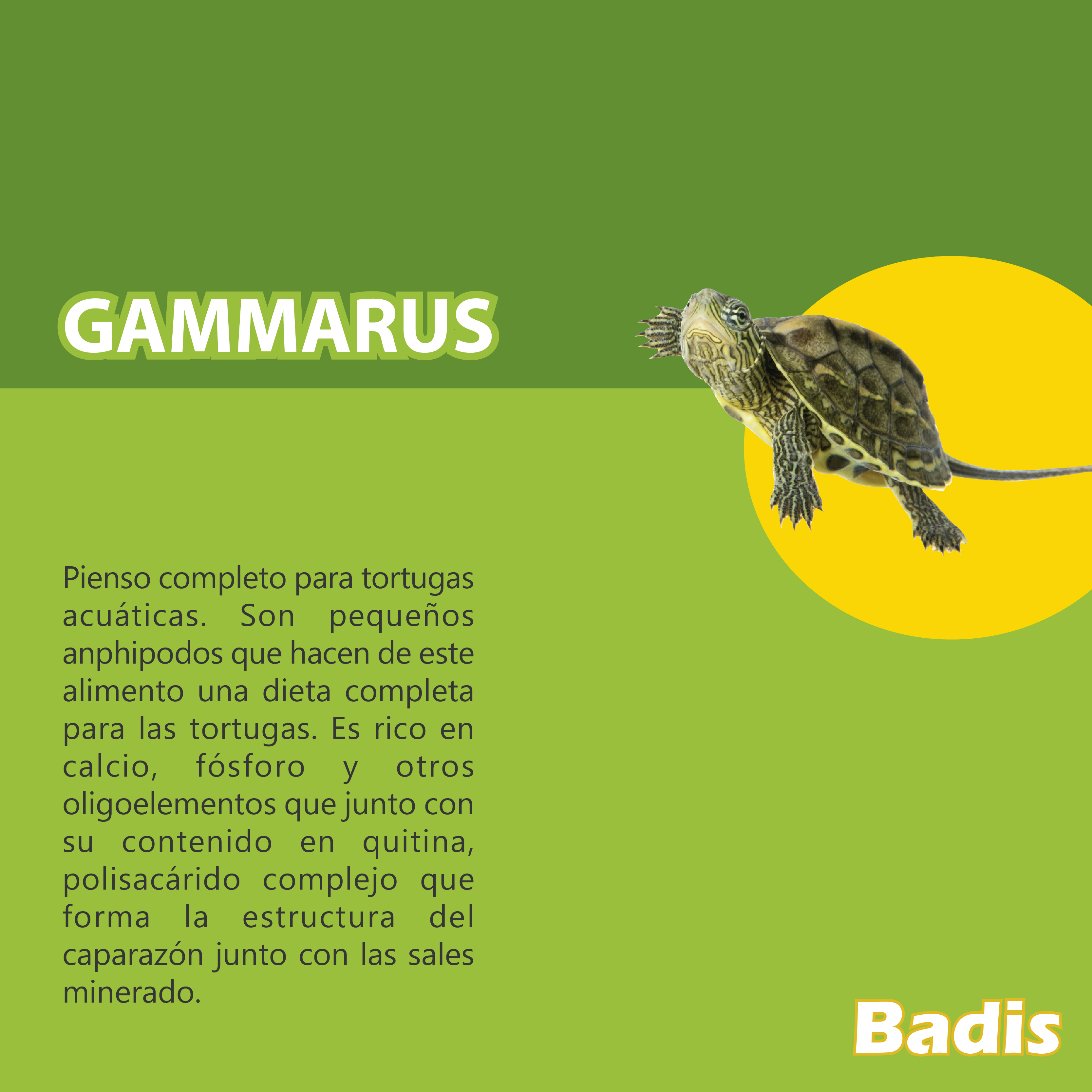 BADIS GAMARUS