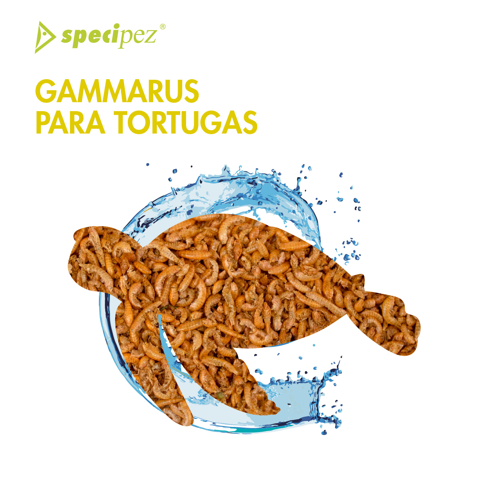 SPECIPEZ GAMARUS