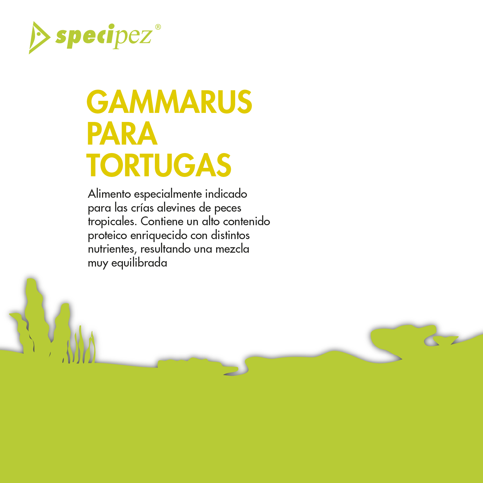 SPECIPEZ GAMARUS