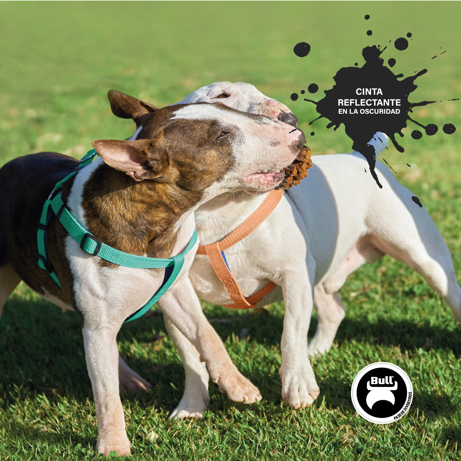 BULL COLLAR REFLECTANTE ORANGE