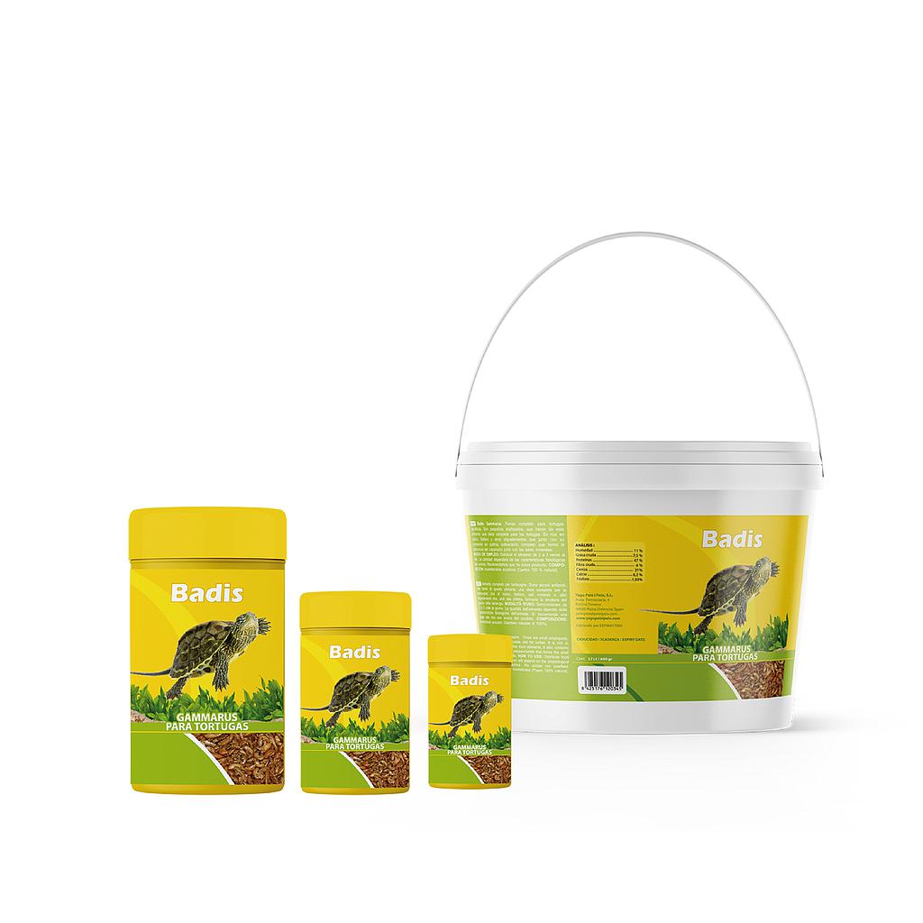 BADIS GAMMARUS