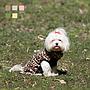 MI&DOG JERSEY POLAR ANIMAL PRINT