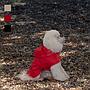 MI&DOG IMPERMEABLE COLOR ROJO