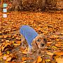 MI&DOG SUDADERA COZY SKY BLUE