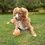 NEW DUVO JUGUETE PERRO GRRRIP IT NARANJA T-M  11 x 9 x 7,5 CM 13-30 KG